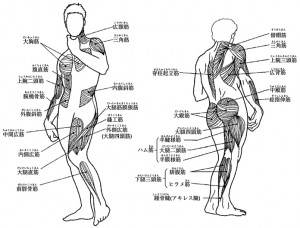 図2.1_主要な筋肉