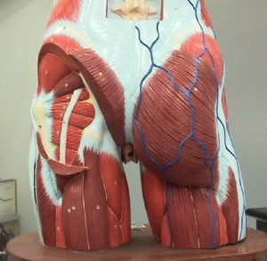 図2.2 腰部・臀部の筋群