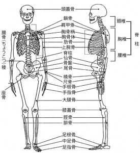 図2.3骨格の構造