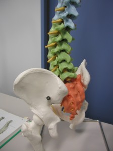図2.4 腰椎骨盤