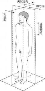 図2.5 矢状面