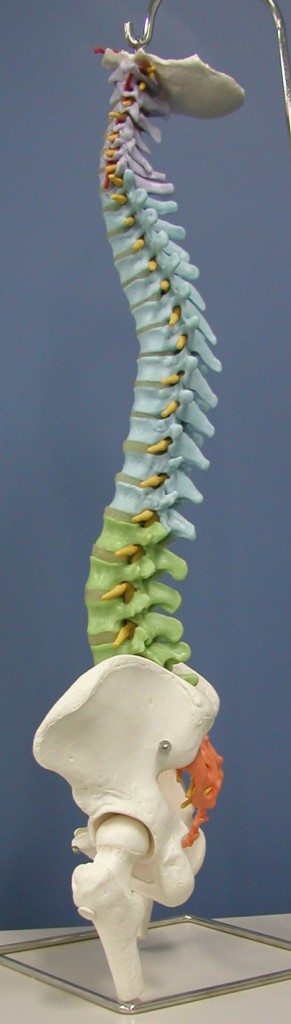 写真2脊柱と骨盤